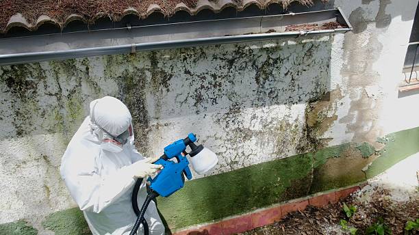 Trusted Black Mold Removal service in Mayer, AZ - Cheap Mold Removal